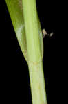 Oval-leaf sedge